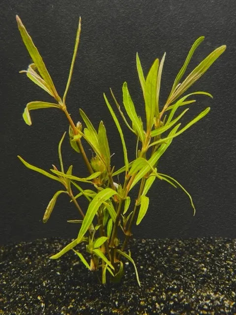 Hygro Araguaia Hygrophila araguaia (Care Guide)