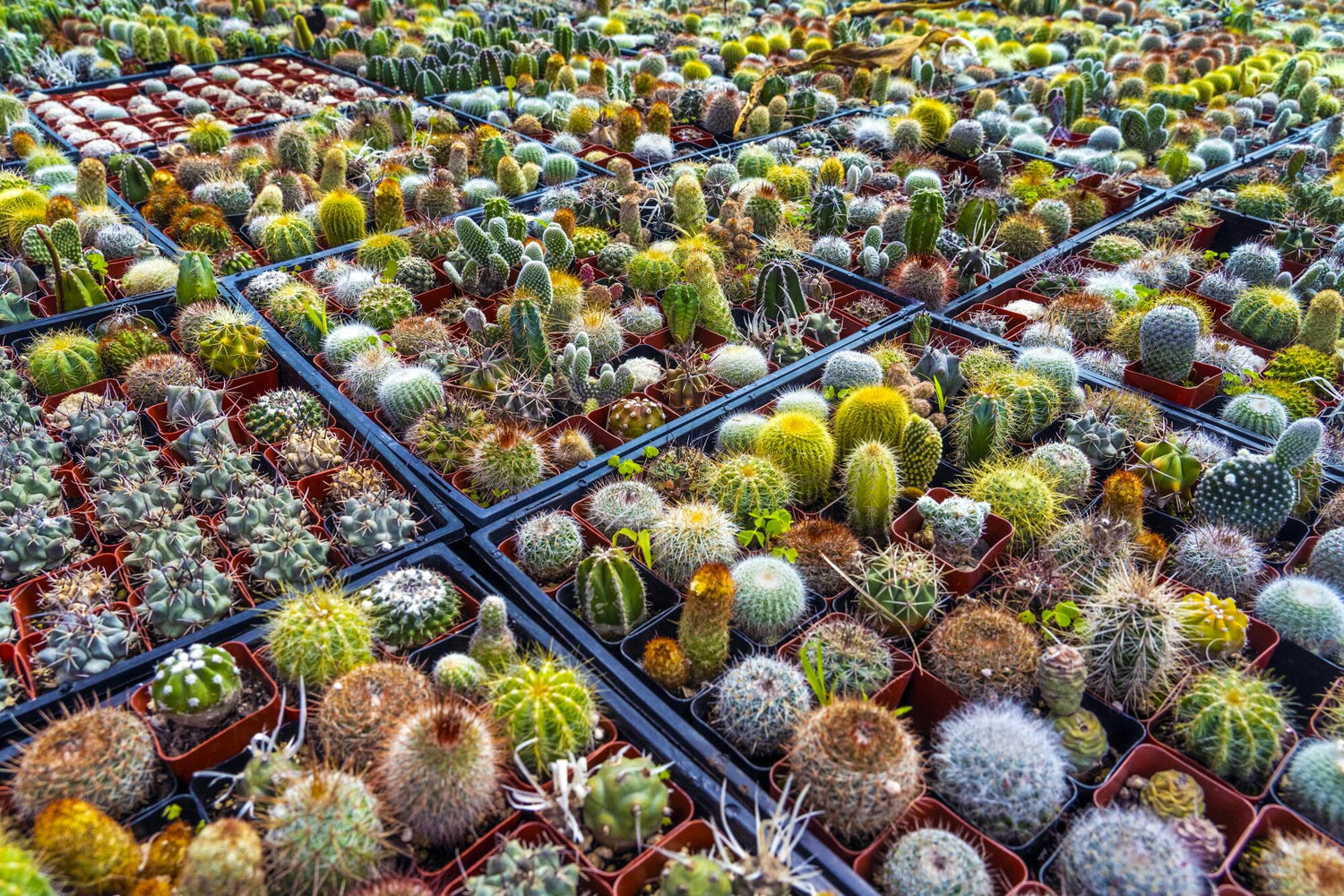Cactus Catalog