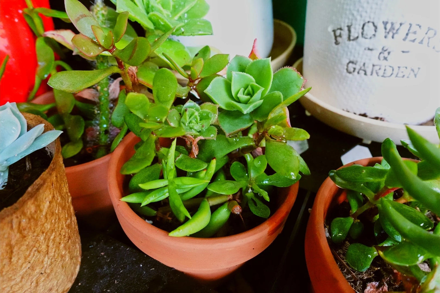 Assorted Succulent Plants for Sale