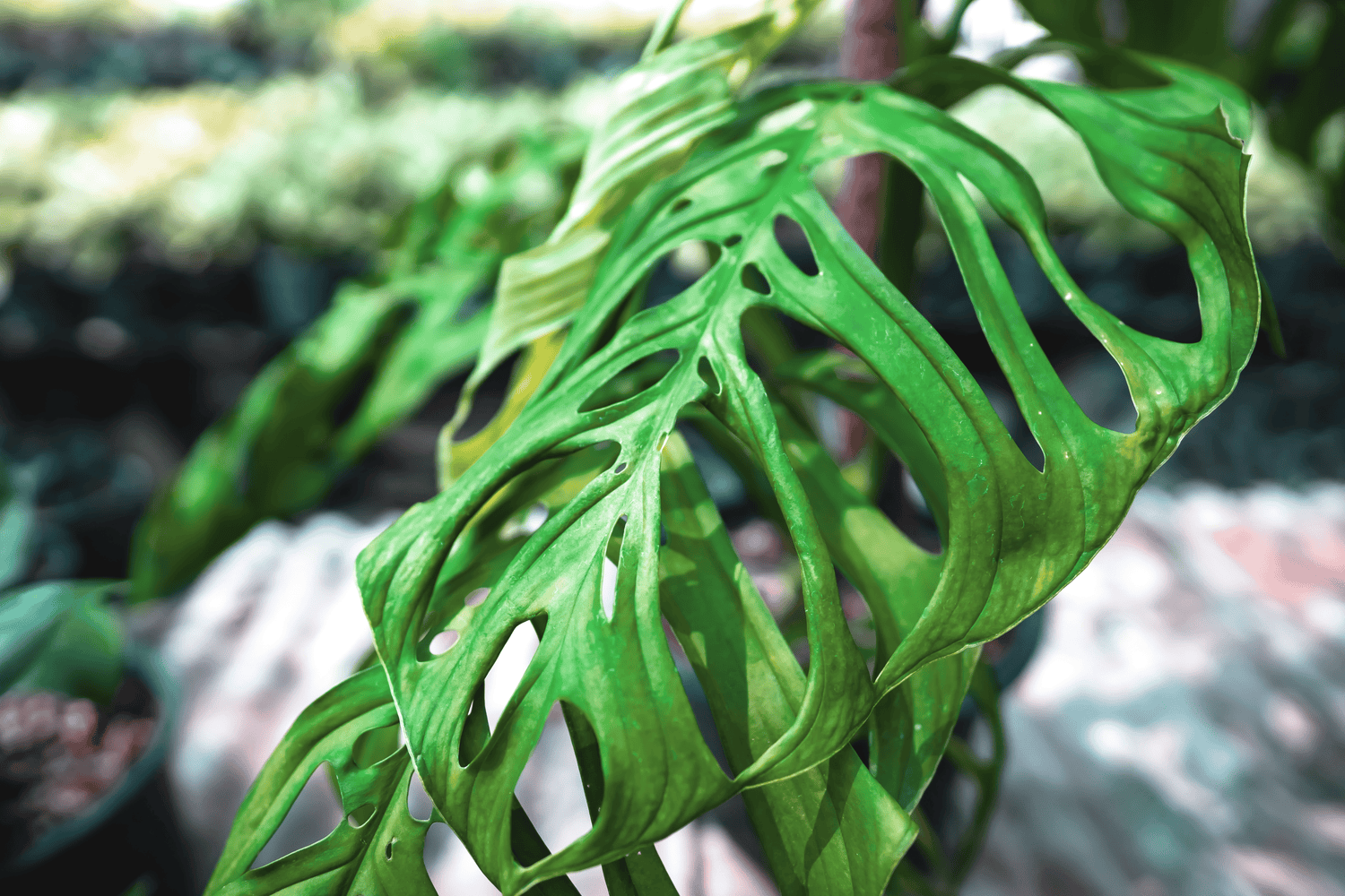 Premium Terrestrial Plants