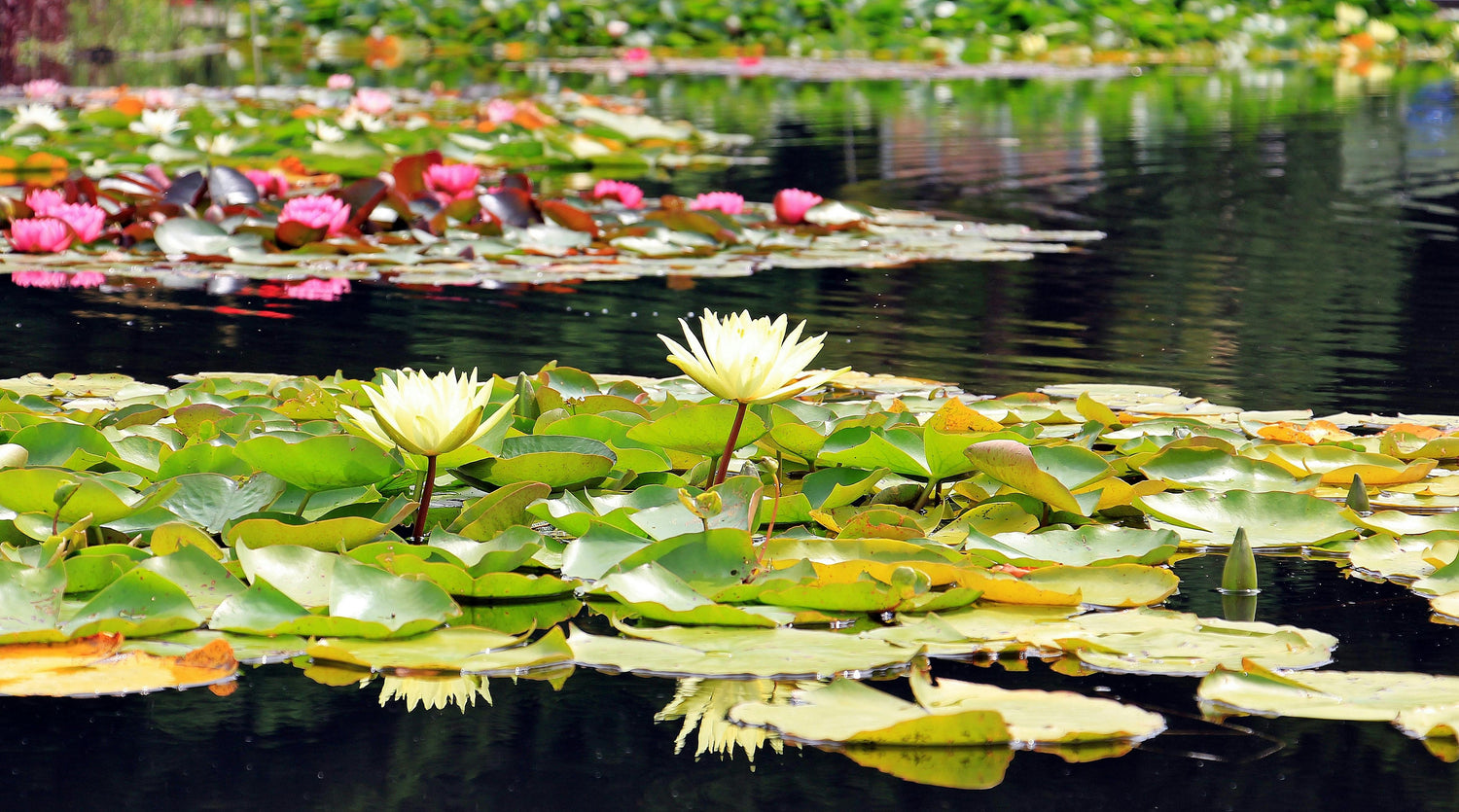 Aquatic Pond Plants