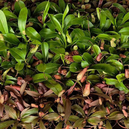 Tropical Nepenthes Mix – 45 Pack Bulk/Wholesale Case