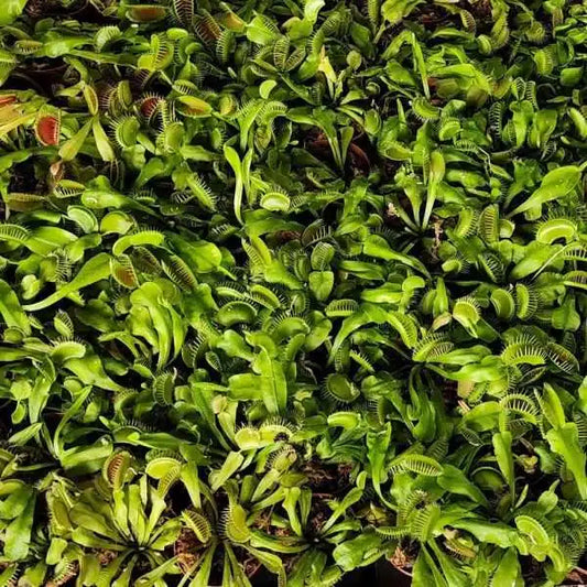Venus Flytrap – Green Regular 45 Pack Bulk/Wholesale