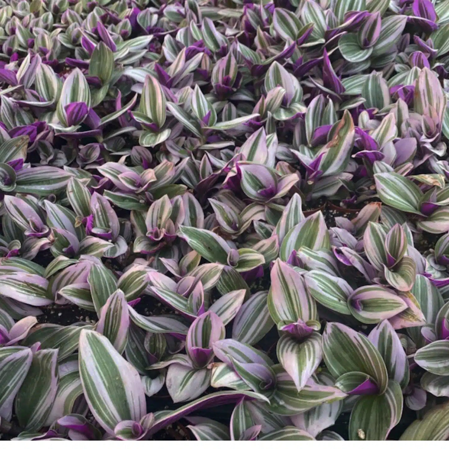 tradescantia 'nanouk'