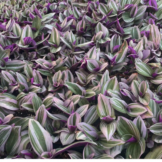 tradescantia 'nanouk'