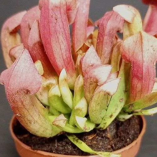 Sarracenia Purpurea 'Maroon' – Stunning Deep Red Pitcher Plant