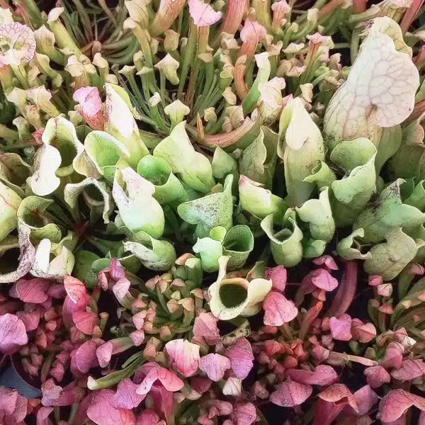 Sarracenia Mix – 45 Pack Bulk/Wholesale Case