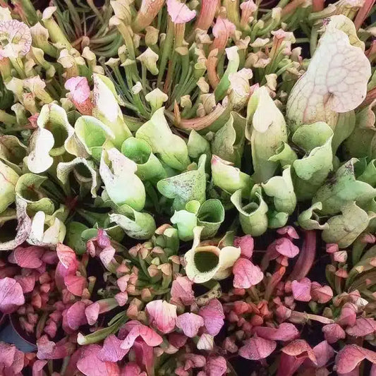 Sarracenia Mix – 45 Pack Bulk/Wholesale Case