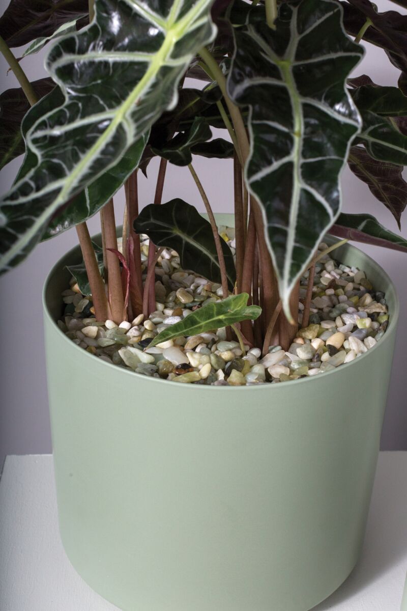 Natural Decorative Stone Pebbles – 37 oz | Terrarium, Planter & Top Dressing Stones