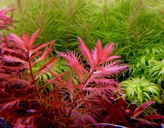 Mermaid Plant (Sawtooth Hygro) – Hygrophila difformis for Water Gardens & Aquariums