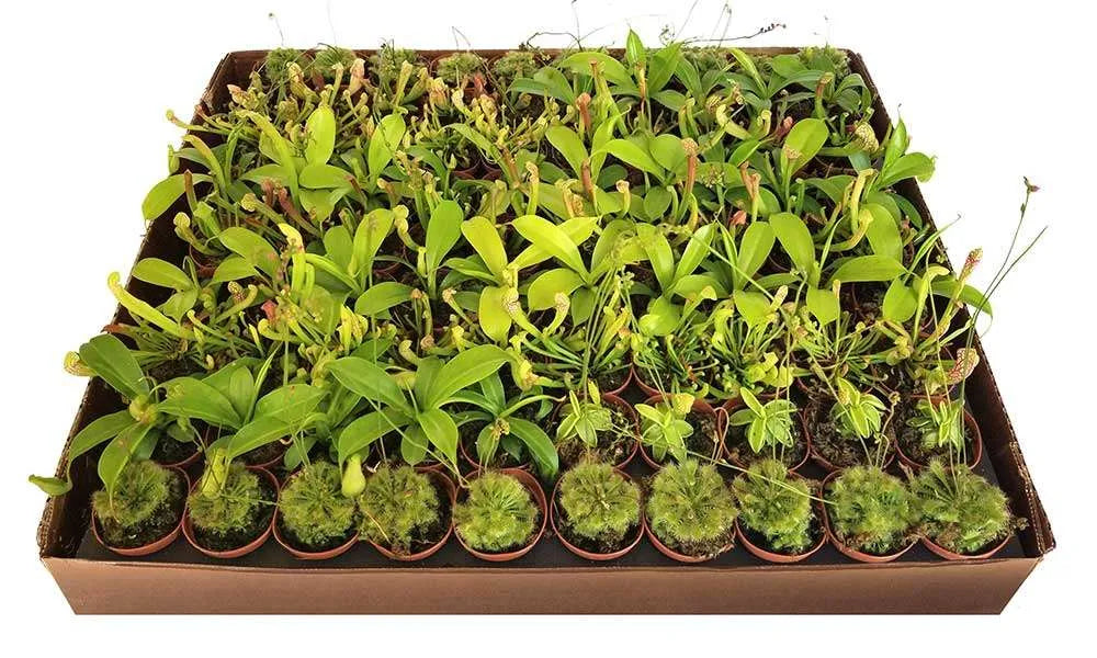 2-inch Carnivorous Plant Mix