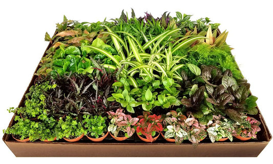 2 in Premium Foliage Asst