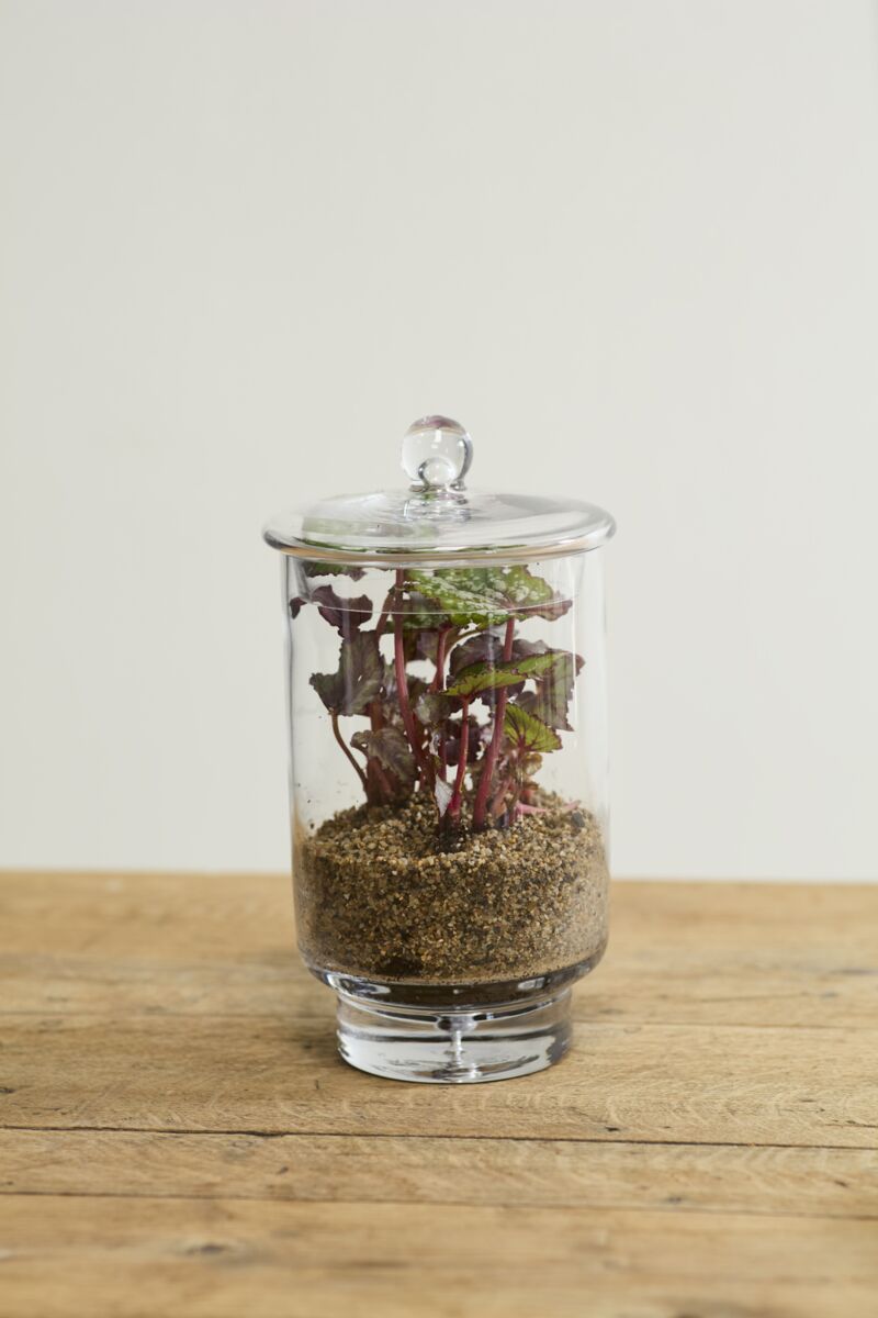 Asteridge Terrarium – Elevated Botanical Landscape Display