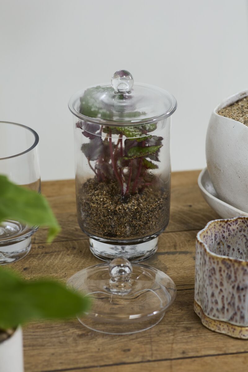 Asteridge Terrarium – Elevated Botanical Landscape Display