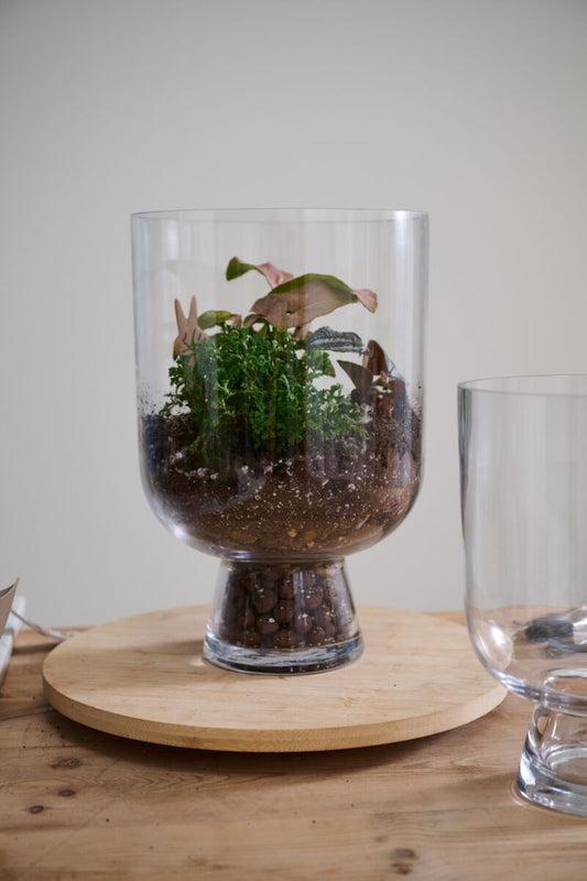 Reservoir Terrarium – Self-Sustaining Glass Ecosystem