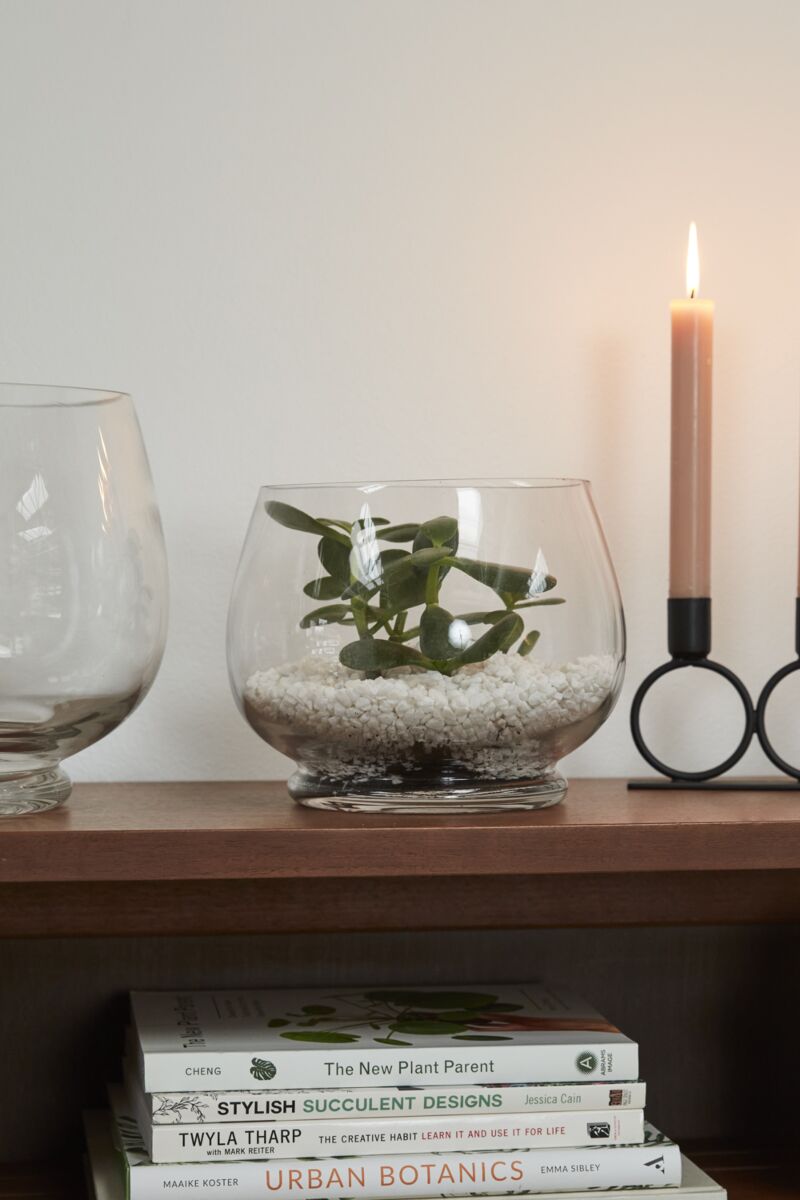 Discovery Terrarium – Interactive Living Ecosystem