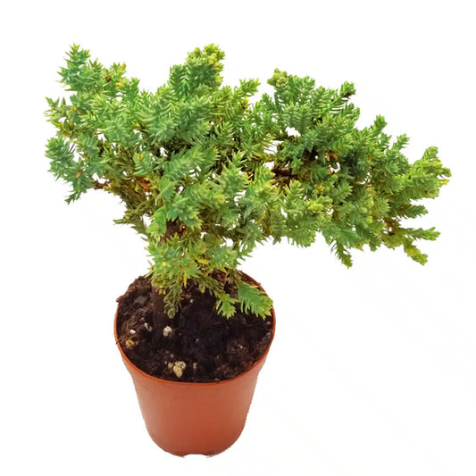 4-inch Bonsai Procumbens Nana – 15 Unit Bulk/Wholesale Starter Trees | Classic Juniper Bonsai