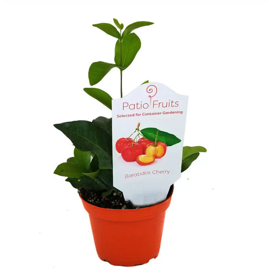 4-inch Patio Fruit Barbados Cherry – Sweet Tropical Plant – 15 Unit Case