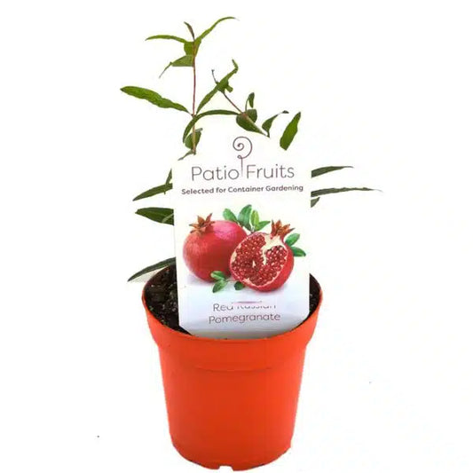 4-inch Patio Fruit Pomegranate – Fruit-Bearing Starter – 15 Unit Case