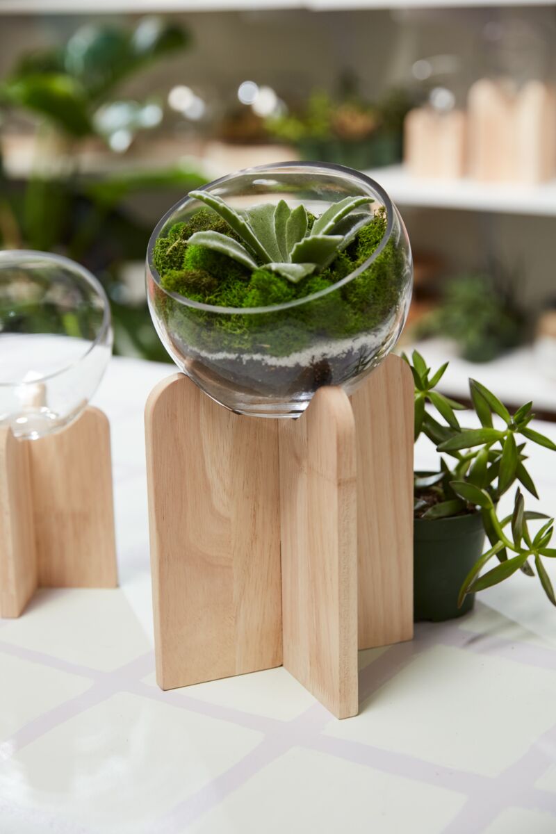 Gazer Terrarium – Immersive Living Display