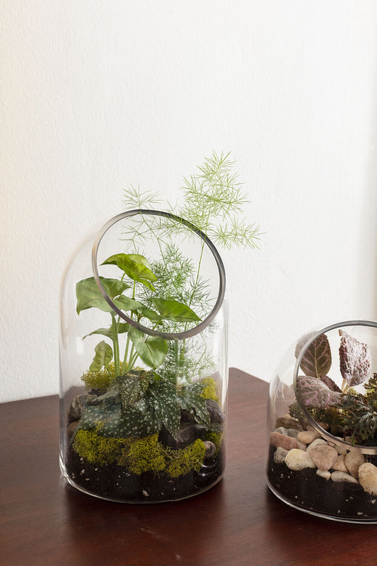 Warner Terrarium – Contemporary Living Ecosystem