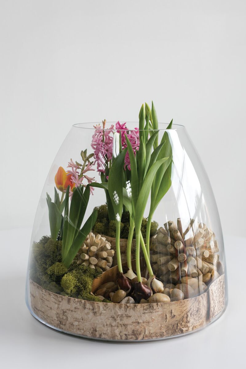 Jumbo Terrarium – Large-Scale Living Ecosystem Display