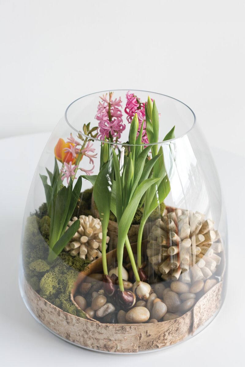 Jumbo Terrarium – Large-Scale Living Ecosystem Display