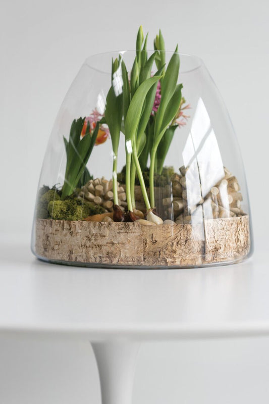 Jumbo Terrarium – Large-Scale Living Ecosystem Display