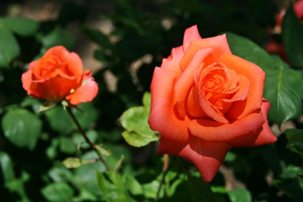 Shreveport Rose Rooted Stump – Vibrant Orange-Pink Hybrid Tea Rose | Fragrant & Hardy Garden Rose