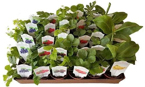 4-inch Patio Fruit Mix – Bulk Starter Pack | Assorted Tropical Fruits – 15 Unit Case