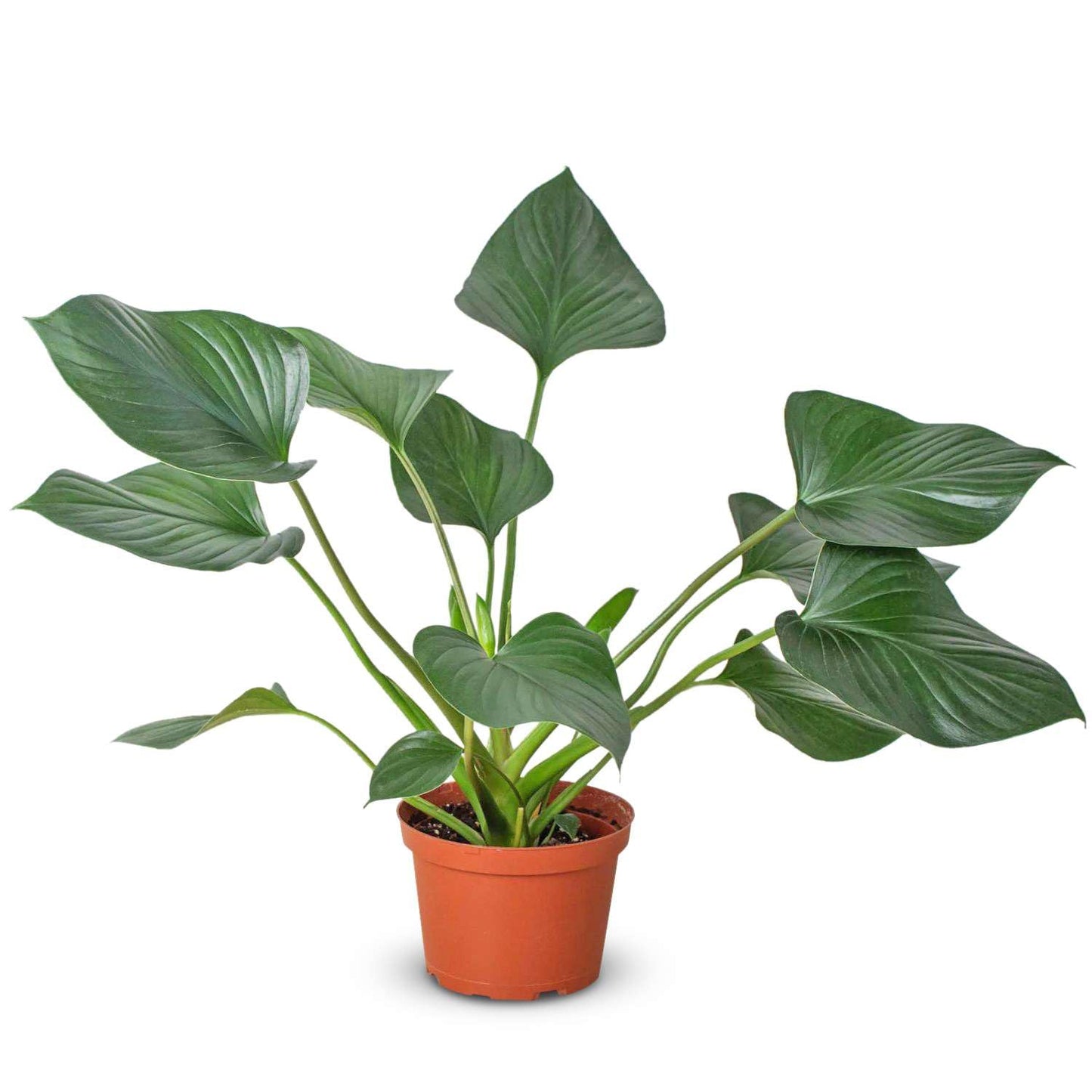 Homalomena Plant 6"– Emerald Gem / Queen of Hearts / Shield Plant