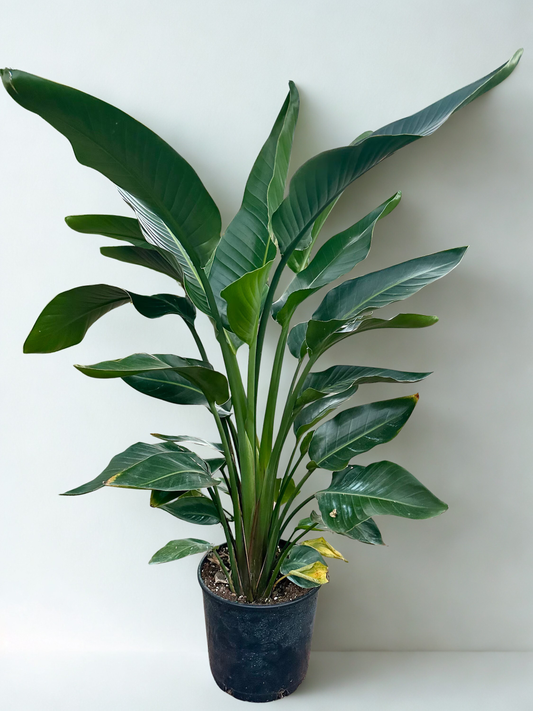 10" Bird of Paradise (3 Plants Per Pot)