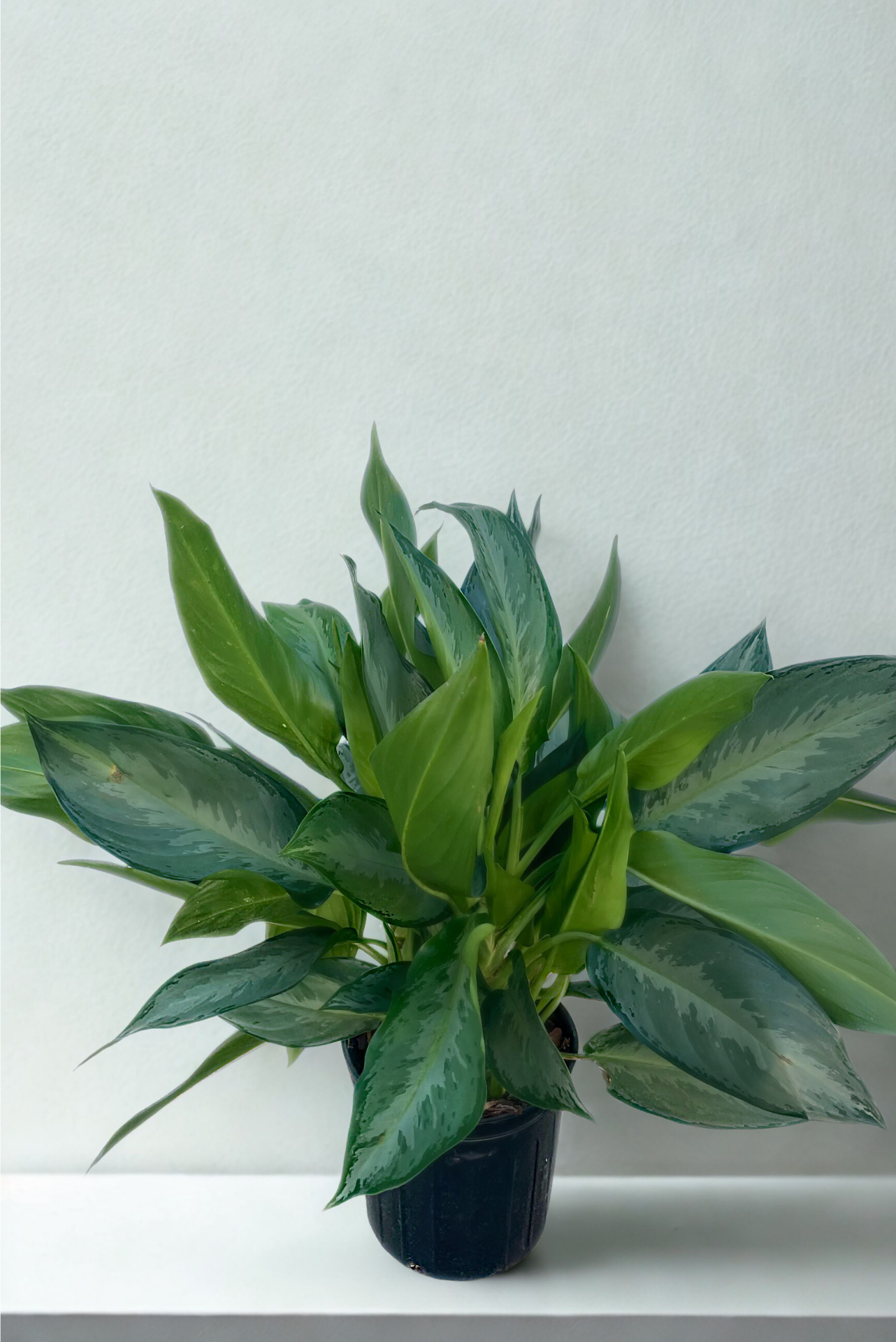 10" Aglaonema (Chinese Evergreen)