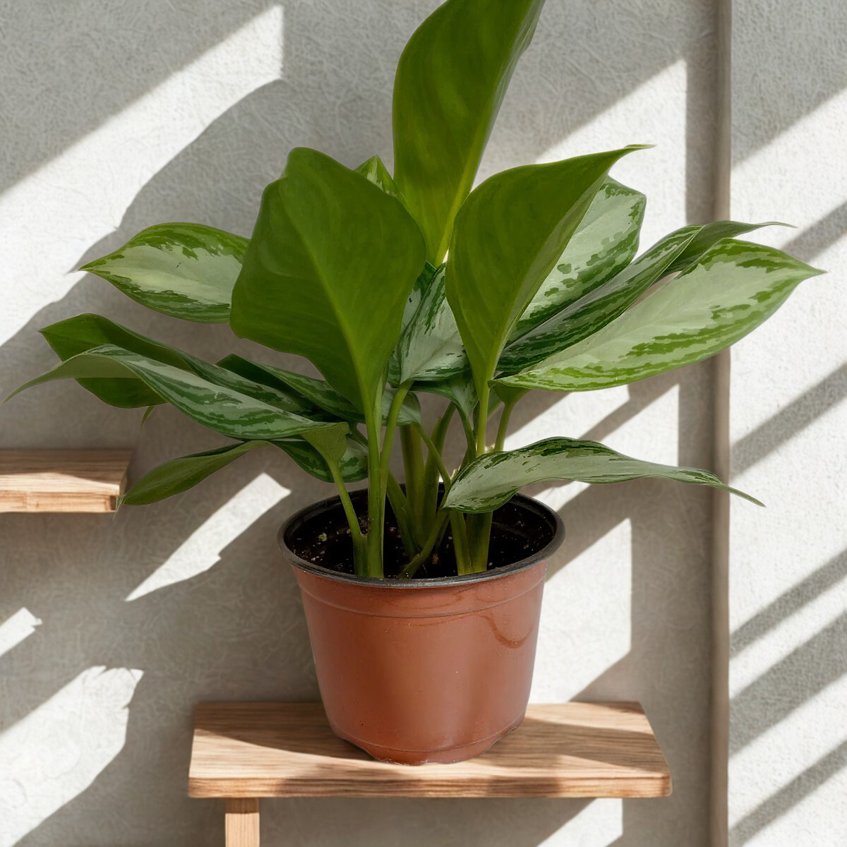 6" Aglaonema (Chinese Evergreen)