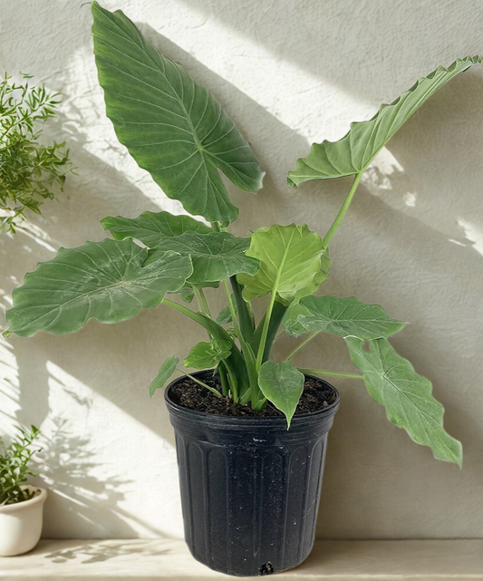 8" Alocasia Assorted (Elephant Ear Collection)