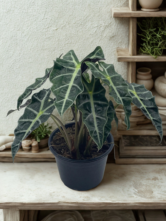 6" Alocasia (Elephant Ear Plant)