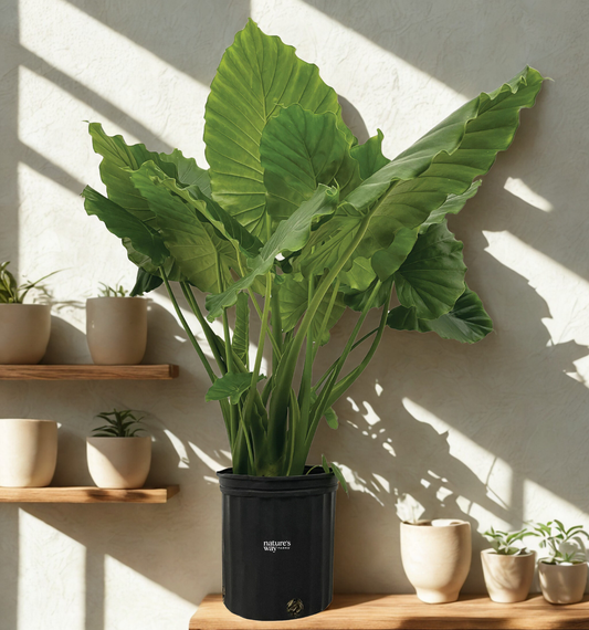 10" Alocasia Assorted