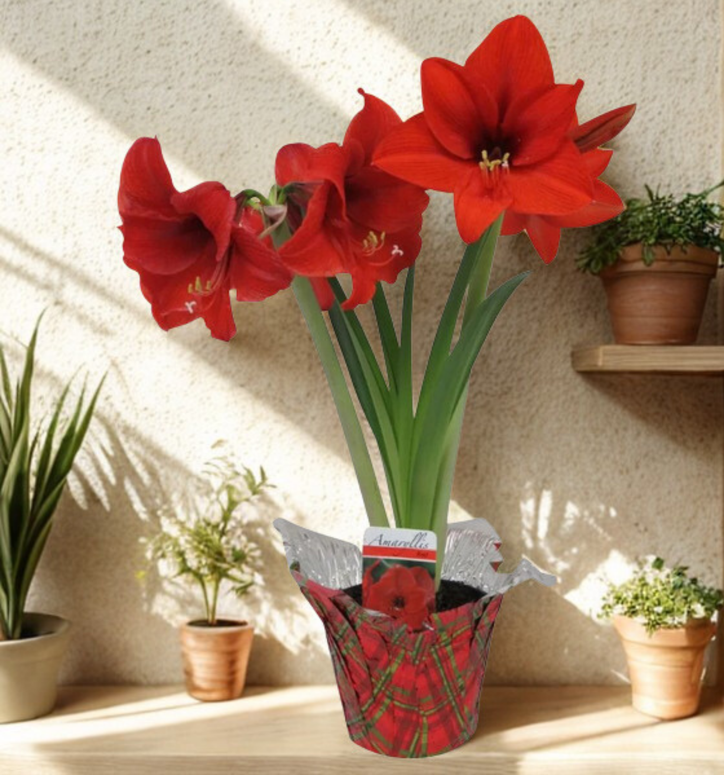 6 in Amaryllis