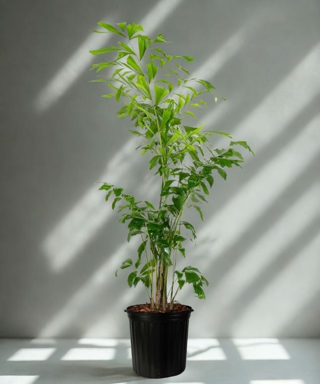 10 Gallon Fishtail Palm – Extra Large Tropical Statement Plant (Caryota mitis)