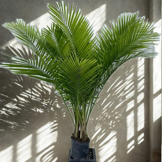 12" Majesty Palm (Ravenea rivularis) – Large Tropical Indoor Palm