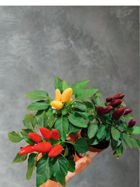 2" Ornamental Pepper Plant in Clay Pot – Colorful Mini Accent Plant