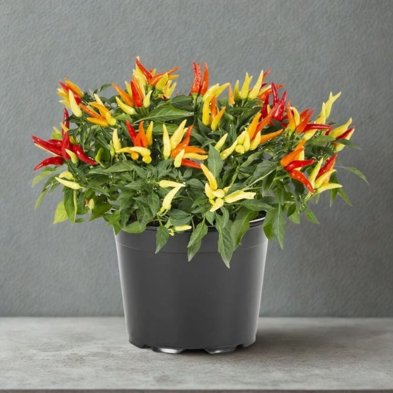 6" Ornamental Pepper Plant – Vibrant Decorative Indoor & Patio Plant