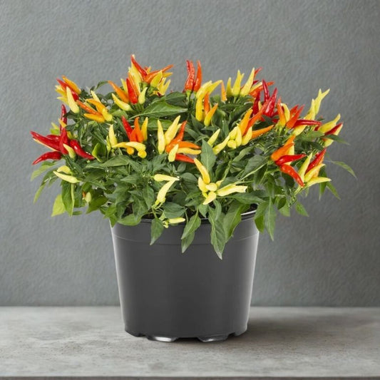 6" Ornamental Pepper Plant – Vibrant Decorative Indoor & Patio Plant