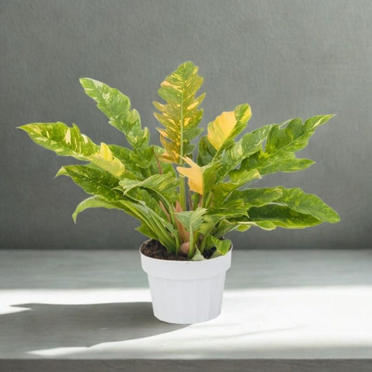 6" Philodendron Ring of Fire – Rare Variegated Tropical Houseplant