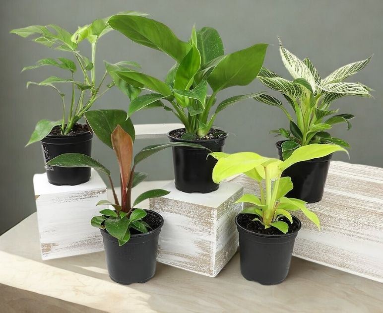 4" Philodendron Assorted – Easy-Care Tropical Houseplant