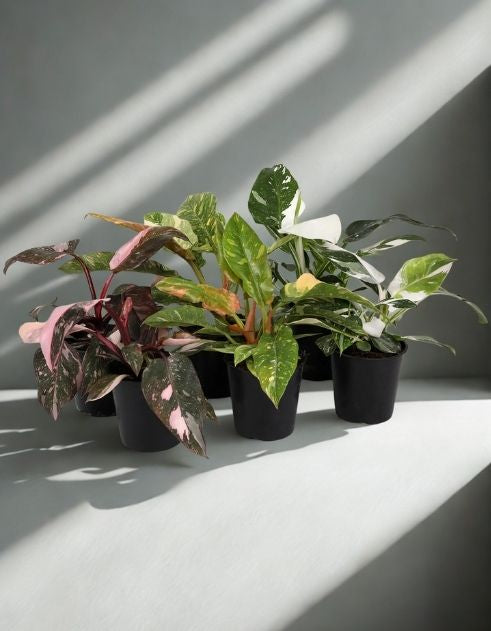 6" Premium Philodendron Assorted – Large Tropical Foliage Houseplant