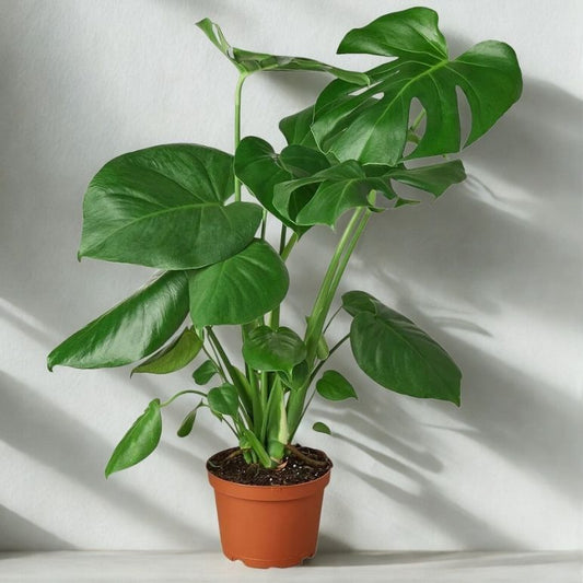 6" Philodendron Split Leaf – Tropical Indoor Foliage Plant