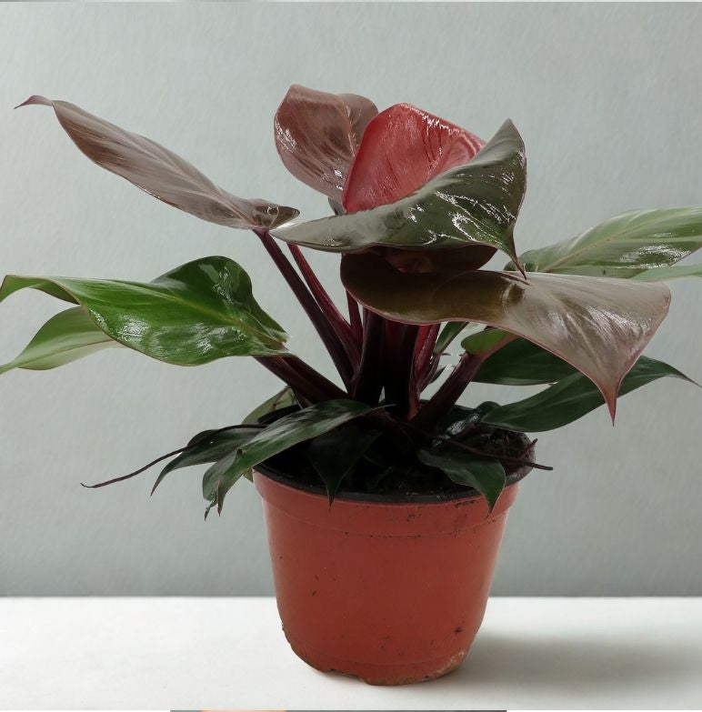 8" Philodendron Assorted – Large Tropical Foliage Houseplant