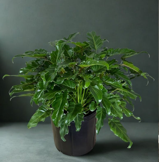 10" Philodendron Xanadu – Large Tropical Foliage Floor Plant