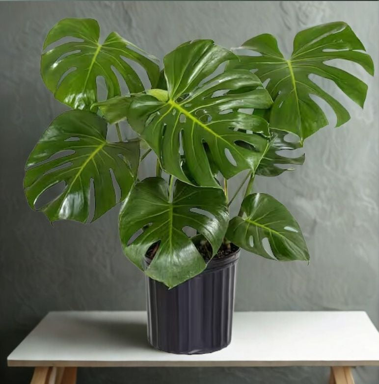 10" Philodendron Split Leaf – Large Tropical Floor Plant